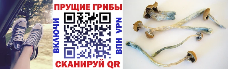 Галлюциногенные грибы Psilocybe  МЕГА зеркало  Сим 